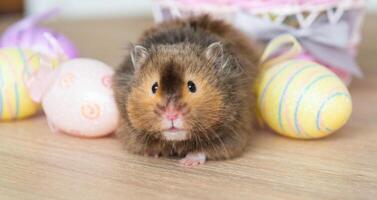 komisch flauschige Haustier Hamster klettert aus von ein Korb mit bunt Ostern Eier - - festlich Ostern Dekor mit ein Haustier foto