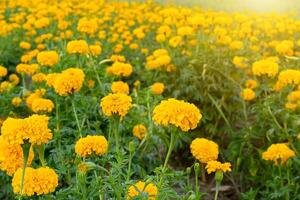 schließen oben Ringelblumen Blume foto