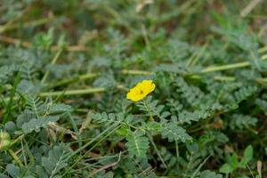 das Gelb Blume von Teufel Dorn. foto