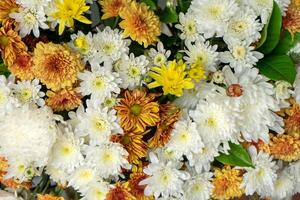 Blume Anordnung mit Chrysantheme foto