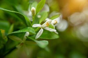 schließen oben Zitrone Blume foto