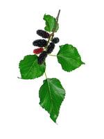 Maulbeere Obst mit Blatt foto