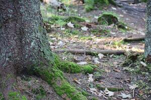 viele groß und sichtbar Wurzeln von alt Baum im Berg Bereich Wald foto