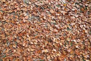 rot und Orange Herbst Blätter Hintergrund. draussen. bunt Hintergrund Bild von gefallen Herbst Blätter foto