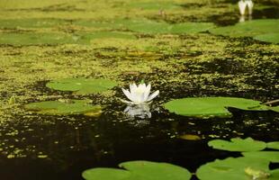 schön Weiß Lotus Blume und Lilie runden Blätter auf das Wasser nach Regen im Fluss foto