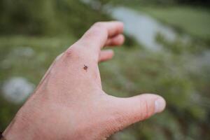ein Tick angegriffen ein Mann stecken im das Arm, ein gefährlich Insekt im Natur, ein Enzephalitis Tick kriecht auf Mensch Haut, ein tödlich beissen, ein viral Krankheit Träger. foto