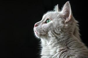 Weiß Katze mit Grün Augen auf schwarz Hintergrund im ein heiter und elegant Porträt foto