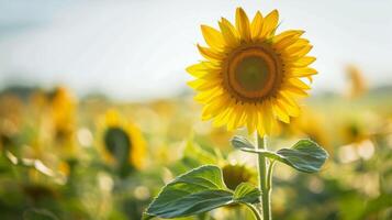 Sonnenblume blühen im Natur mit beschwingt Gelb Blütenblätter und Sommer- Feld Hintergrund foto