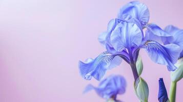 Nahansicht von ein lila Iris blühen mit detailliert Blütenblätter und Sanft Natur Hintergrund foto
