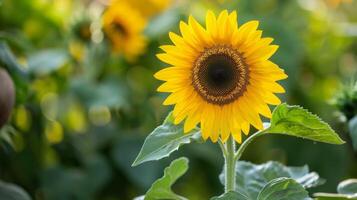 Nahansicht von ein Gelb Sonnenblume mit hell Blütenblätter im voll blühen innerhalb ein natürlich Garten Rahmen während Sommer- foto