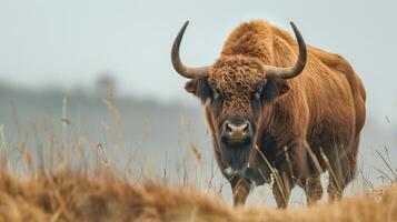 Bison steht majestätisch im Natur, umgeben durch Gras im das wild Feld mit es ist pelzig braun Mantel und mächtig Hörner foto