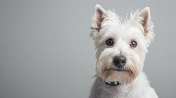 Westen Hochland Weiß Terrier Hund Porträt im Sanft Licht mit grau Hintergrund foto