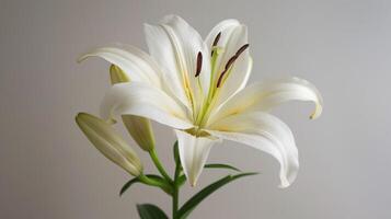 Weiß Lilie Blume im blühen zeigen Blütenblätter, Stempel, Staubblatt, und elegant Natur Einzelheiten foto