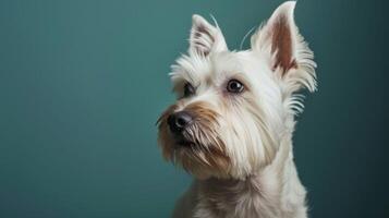 Westie Terrier Hund Porträt mit Weiß flauschige Pelz und süß Ausdruck gegen ein beschwingt Hintergrund foto