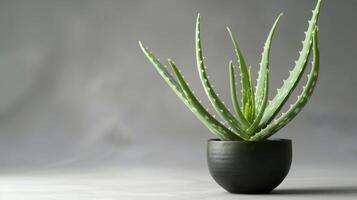 ein eingetopft Aloe vera Pflanze präsentieren es ist beschwingt Grün Blätter und natürlich Schönheit zum Zuhause Dekor und medizinisch Verwendet foto