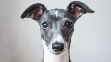 Porträt von ein süß Whippet Hund mit warnen Ohren und aufmerksam Augen im ein Studio Rahmen foto