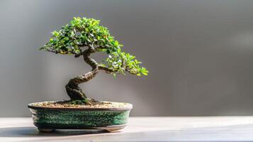 Miniatur Bonsai Baum im Keramik Anzeigen japanisch Kunst und Laub im ein still Zen Design foto