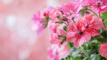 Geranie Blumen im Rosa mit Blüte, Blühen Blütenblätter, und Flora mit ein botanisch Garten Gefühl foto