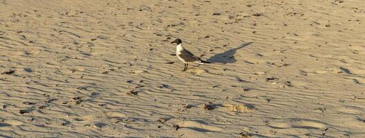 Schuss von das Möwe Gehen durch das Strand. Natur foto