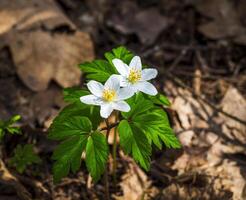 schließen oben Schuss von das frisch Frühling Blumen. Natur foto