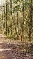 rot Pole im das Wald Markierung Grenzen von das Gebiet. Konzept foto