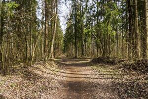 Landschaft Schuss von das Wald. Natur foto