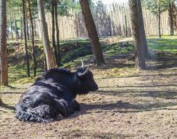 schließen oben Schuss von das Büffel. Tiere foto