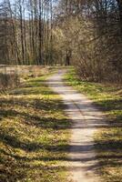 Landschaft Schuss von das Wald. Natur foto