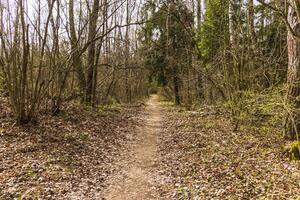 Landschaft Schuss von das Wald. Natur foto