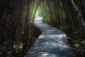 hölzern Brücke im Mangrove Wald beim tagsüber foto