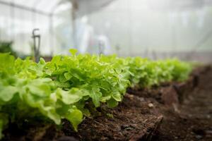 gemüsegarten am morgen der sommertag im industriegewächshaus. selektiver Fokus foto