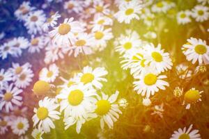 Blumen im das Garten mit Sonnenlicht. Jahrgang Ton foto