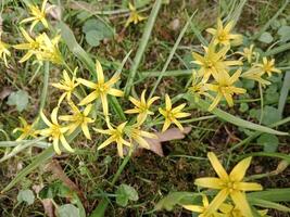 Frühling Farben bringen her ein beschwingt Palette von Pastell- Farbtöne, blühen Blumen, und frisch Grün, Signalisierung das Erwachen von Natur nach das Winter schlummern foto