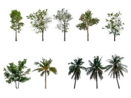 Sammlung von Bäume, Bäume isoliert auf Weiß Hintergrund mit Ausschnitt Pfad foto
