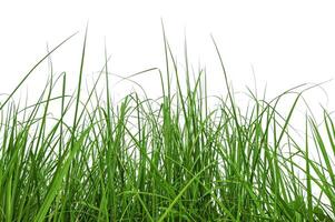 abstrakt von Gras isoliert auf Weiß Hintergrund mit Ausschnitt Pfad foto