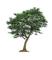 schön Grün Blatt Single Baum isoliert auf ein Weiß Hintergrund foto