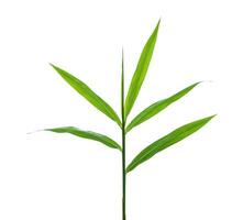 das Trinkgeld von ein Grün Blatt Galangal Pflanze isoliert auf ein Weiß Hintergrund. foto