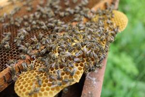 viele Bienen auf ein Rahmen im ein Bienenhaus. foto