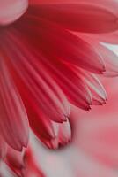 schön rot Blume Blütenblätter im Frühling, rot Hintergrund foto