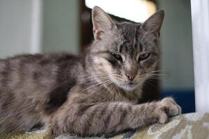 ein grau Katze ist Sitzung im das Zimmer foto