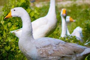 ein Gruppe von Gänse Versammlung im ein Bauernhof Feld. foto