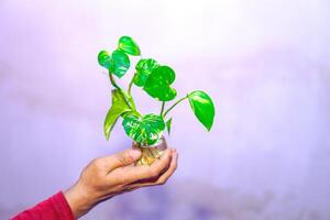 Hand halten ein pothos Pflanze im ein Krug auf ein Weiß Hintergrund. foto