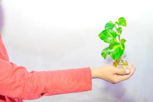 Hand halten ein pothos Pflanze im ein Krug auf ein Weiß Hintergrund. foto