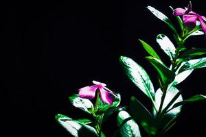 Nahansicht Aussicht von Rosa Immergrün Blumen. foto