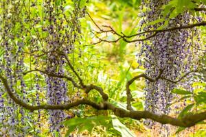 blühen Glyzinien Baum im Frühling foto