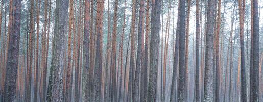 Panorama von Kiefer Herbst neblig Wald. Reihen von Kiefer Stämme verhüllt im Nebel auf ein wolkig Tag. foto