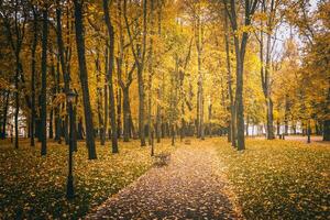 golden Herbst im ein Stadt Park mit Bäume und gefallen Blätter auf ein wolkig Tag. Jahrgang Film ästhetisch. foto