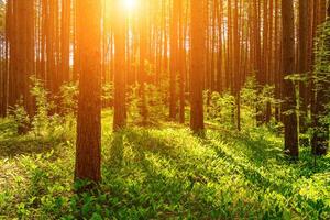 Sonnenuntergang oder Dämmerung im ein Kiefer Wald mit Lilien von das Senke Blühen auf das Boden. foto