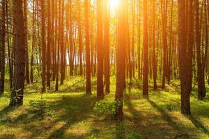 Sonnenuntergang oder Dämmerung im ein Kiefer Wald im Frühling oder früh Sommer. foto