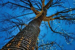 ein Baum dekoriert mit festlich Girlanden Glühbirnen gegen das Hintergrund von das Nacht Himmel. foto